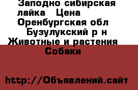 Заподно сибирская лайка › Цена ­ 5 000 - Оренбургская обл., Бузулукский р-н Животные и растения » Собаки   